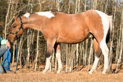 WAR A Touch Of Pepto