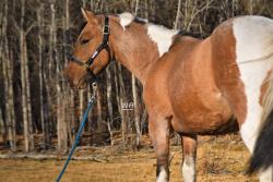 WAR A Touch Of Pepto