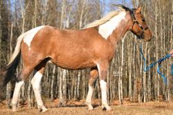 WAR A Touch Of Pepto