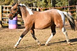 WAR A Touch Of Pepto