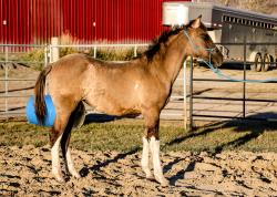 ***APHA PENDING***