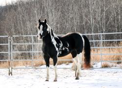 ***APHA PENDING***