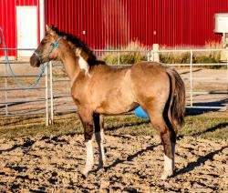 ***APHA PENDING***