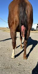 Marvelous Miss Mavis