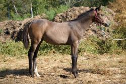 SYREN BALOU (pending)