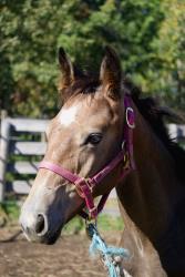 SYREN BALOU (pending)