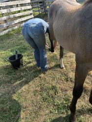 SYREN BALOU (pending)