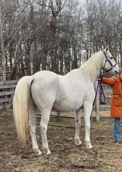 SYREN BALOU (pending)