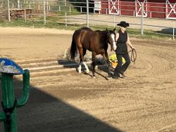 I Shouldabeenacowboy