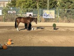 I Shouldabeenacowboy