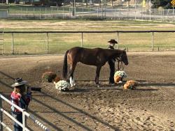 I Shouldabeenacowboy