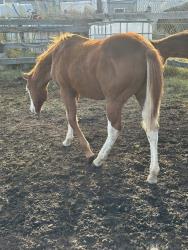 LNTS Gunna See Stars