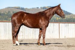 PICASSOS ROYAL FLUSH