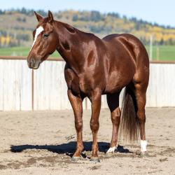 PICASSOS ROYAL FLUSH