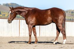 PICASSOS ROYAL FLUSH