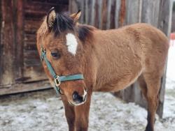 Loki (  aqha tbd DR Dun-I with Clas