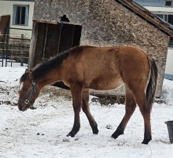 Loki (  aqha tbd DR Dun-I with Clas