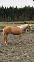 JC Designed To Shine