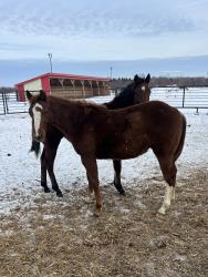 Farrari on ez street