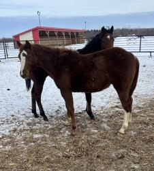 Farrari on ez street