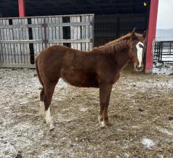 Farrari on ez street