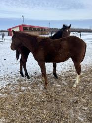 Farrari on ez street