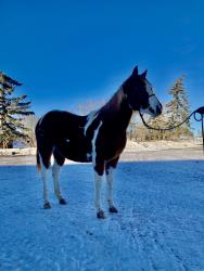 BH Bandits Sly Rolex