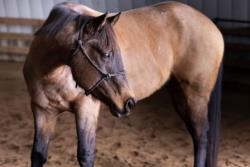 Monster Under My Bed