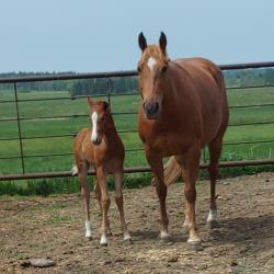 CPH Einsteins TX Star