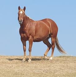 CPH Einsteins TX Star