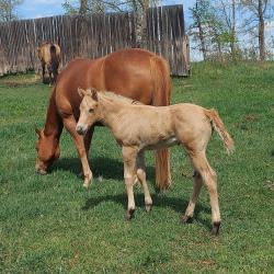 CPH Einsteins TX Star