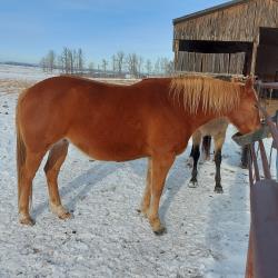 CPH Einsteins TX Star