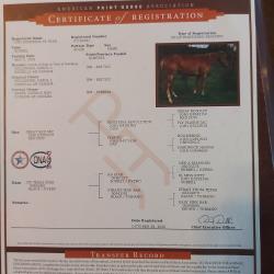 CPH Einsteins TX Star