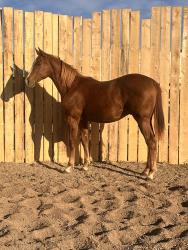 Last N Final Request