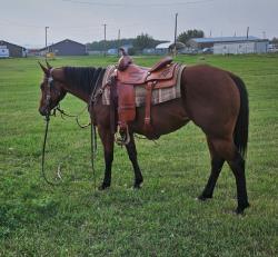 3 yr old  QH filly