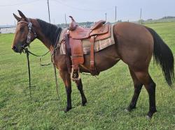 3 yr old  QH filly