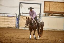 Horse Classifieds and Horses For Sale in Canada