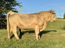 Registered Highland Bull