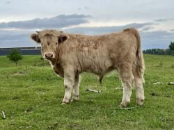 Registered Highland Bull