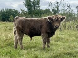 Registered Highland Bull