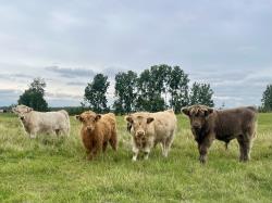 Registered Highland Bull