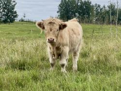 Registered Highland Bull