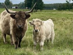 Registered Highland Bull