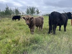 Registered Highland Bull