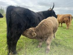 Registered Highland Bull