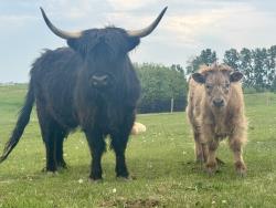 Registered Highland Bull