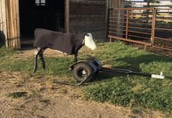 ROPING DUMMY HEEL-O-MATIC  THE DRIFTER