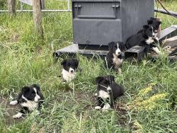 Registered Border Collie Pups
