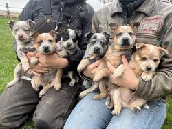 Registered Miniature Heeler Puppies