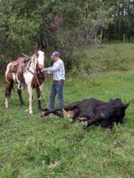 Horse Training Services